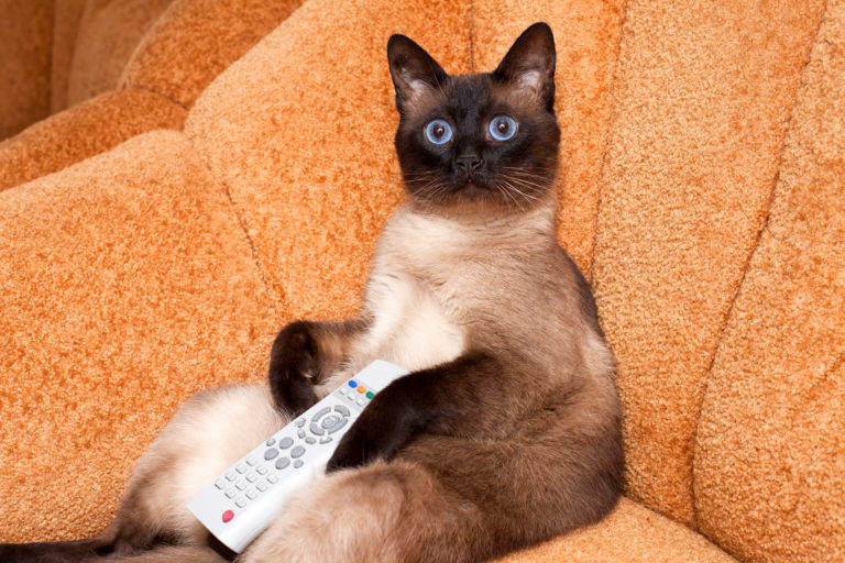 cat watching TV