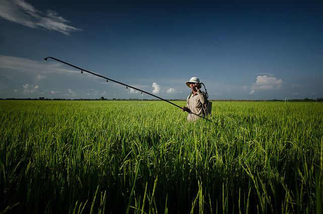 Spraying the fields with Pesticides